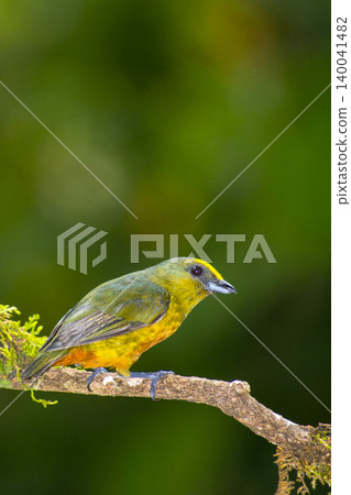 Olive-backed Euphonia, Tropical Rainforest, Costa Rica 140041482