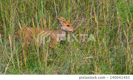 Barking Deer, Muntjacs, Mastreani Deer, Muntiacus muntjak, Royal Bardia National Park, Bardiya National Park, Nepal, Asia 140041483
