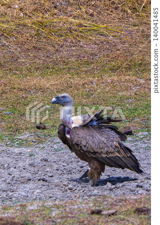 Griffon Vulture, Monfrague National Park, Spain Griffon Vulture, Monfrague National Park, Spain 140041485