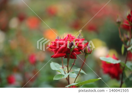 Arao City Ominous Citizen Flower Bed Rose Flower, Arao City Ominous Citizen Flower Bed Rose Flower, 140041505