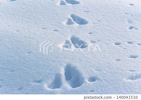Fresh hare footprints and wild animal tracks on the sparkling white snow of a sunny winter field during a January walk Fresh hare footprints and wild animal tracks on the sparkling white snow of a sunny winter field during a January walk 140041510