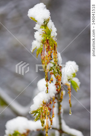Fresh maple catkins covered in thick layers of white spring snow, captured during a cold late April day in nature with soft natural bokeh background creating a crisp floral contrast Fresh maple catkins covered in thick layers of white spring snow, captured during a cold late April day in nature with soft natural bokeh background creating a crisp floral contrast 140041518