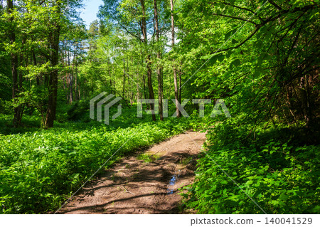 Muddy dirt road winding through a vibrant lush green deciduous forest with tall slender trees under a sunny summer sky, perfect for peaceful hiking and exploring nature wilderness 140041529