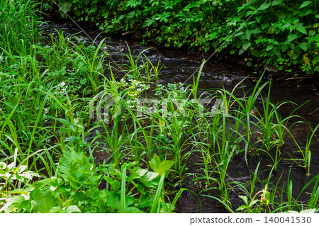 Fresh spring water flows through a small creek, surrounded by vibrant green wild grasses and lush foliage in a peaceful woodland setting on a bright May day Fresh spring water flows through a small creek, surrounded by vibrant green wild grasses and lush foliage in a peaceful woodland setting on a bright May day 140041530