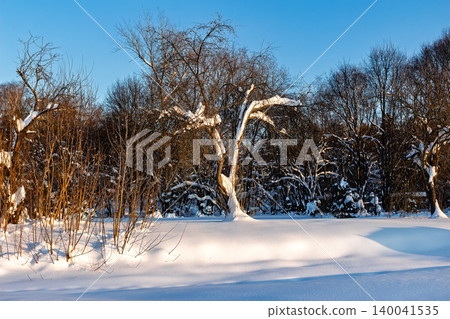 Old apple tree covered in heavy white snow standing in a tranquil winter orchard illuminated by warm golden hour sunlight under a clear crisp blue sky Old apple tree covered in heavy white snow standing in a tranquil winter orchard illuminated by warm golden hour sunlight under a clear crisp blue sky 140041535