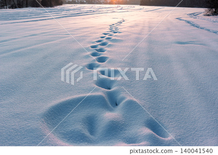 Deep footprints in pristine white snow lead across a frozen winter field towards a glowing sunset, creating a lonely path through the cold January landscape Deep footprints in pristine white snow lead across a frozen winter field towards a glowing sunset, creating a lonely path through the cold January landscape 140041540