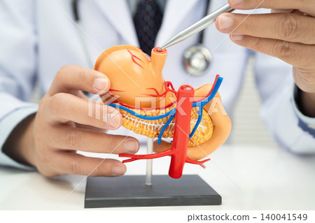 Stomach disease, doctor holding anatomy model for study diagnosis and treatment in hospital. Stomach disease, doctor holding anatomy model for study diagnosis and treatment in hospital. 140041549