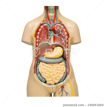 Human anatomy organ model isolated on white background. Human anatomy organ model isolated on white background. 140041669