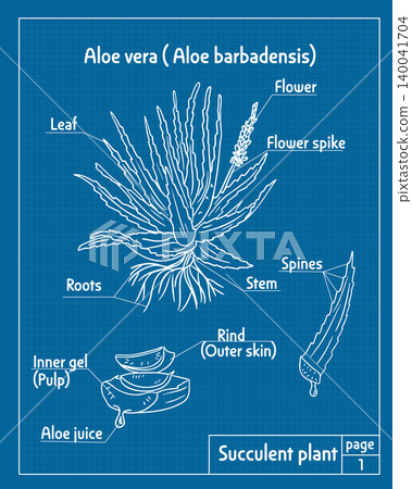 Aloe vera plant blue print illustrating parts including leaf, flower, roots, and inner gel, presented on a blue background with labeled sections for educational purposes Aloe vera plant blue print illustrating parts including leaf, flower, roots, and inner gel, presented on a blue background with labeled sections for educational purposes 140041704