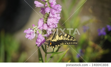A swallowtail butterfly sipping nectar from a Physostegia virginiana flower. A swallowtail butterfly sipping nectar from a Physostegia virginiana flower. 140041808