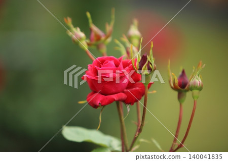 荒尾市少女公民花壇玫瑰花, 荒尾市少女公民花壇玫瑰花, 140041835