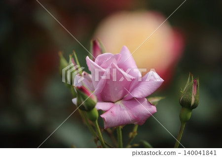 Arao City Ominous Citizen Flower Bed Rose Flower, Arao City Ominous Citizen Flower Bed Rose Flower, 140041841