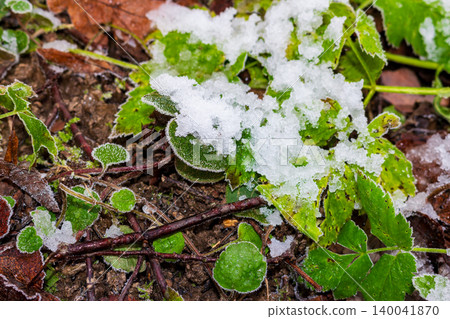 First winter snow and delicate hoarfrost covering vibrant green forest leaves on cold ground in late autumn November morning 140041870