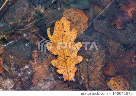 Golden oak leaf trapped beneath a thin, transparent layer of winter ice in a cold forest stream, showcasing the striking transition between late autumn and early frost Golden oak leaf trapped beneath a thin, transparent layer of winter ice in a cold forest stream, showcasing the striking transition between late autumn and early frost 140041873
