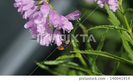 一隻雌性大黃蜂正在吸食弗吉尼亞假澤蘭花的花蜜。 一隻雌性大黃蜂正在吸食弗吉尼亞假澤蘭花的花蜜。 140041914