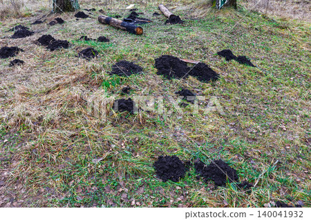 Freshly dug soil mounds created by a mole scattered across an autumn forest meadow with scattered logs and dry withered grass in the background on a cool day Freshly dug soil mounds created by a mole scattered across an autumn forest meadow with scattered logs and dry withered grass in the background on a cool day 140041932