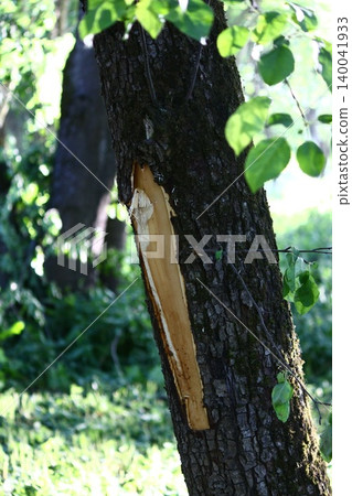 Deep gash on a tree trunk caused by heavy machinery, raw exposed wood texture contrasting with rough dark bark, forest environmental damage in a sunny woodland setting Deep gash on a tree trunk caused by heavy machinery, raw exposed wood texture contrasting with rough dark bark, forest environmental damage in a sunny woodland setting 140041933