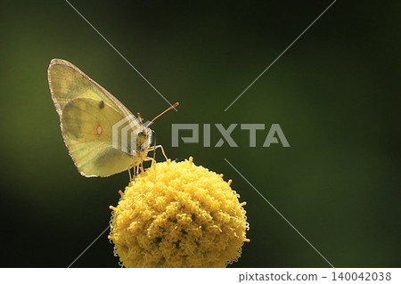 蝴蝶落在金槌花上 蝴蝶落在金槌花上 140042038