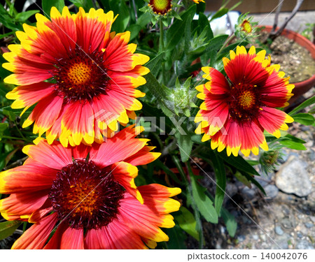 A summer flowerbed in bloom with vibrant red and yellow gaillardia. 140042076