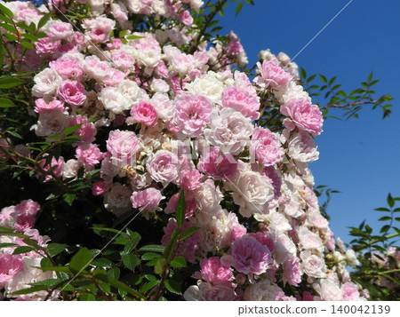 Roses in full bloom: The Dancing Girl Roses in full bloom: The Dancing Girl 140042139