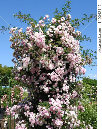 Roses in full bloom: The Dancing Girl Roses in full bloom: The Dancing Girl 140042141