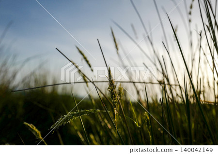 Various low angle photos of moorland grasses with low sun, deep shadows and open moorland Various low angle photos of moorland grasses with low sun, deep shadows and open moorland 140042149