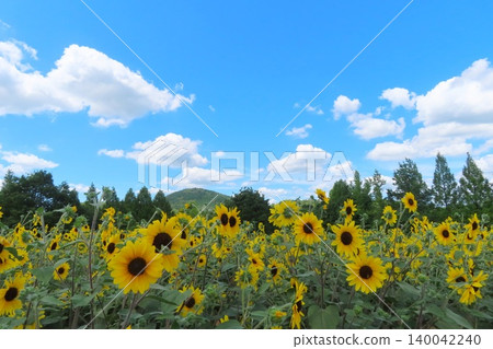 [Hiroshima Prefecture] Sera Highlands Farm Sunflower Festival 140042240