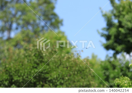 Dragonfly flying in the sky Dragonfly flying in the sky 140042254