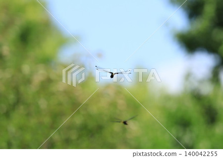 Dragonfly flying in the sky Dragonfly flying in the sky 140042255