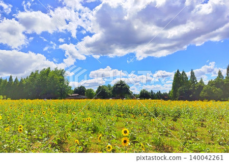 [Hiroshima Prefecture] Sera Highlands Farm Sunflower Festival 140042261