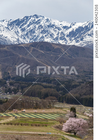 春天的雪山和櫻花 140042308