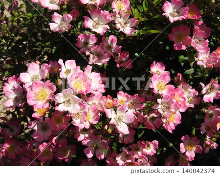 Single-flowered climbing rose 'Azumino' Single-flowered climbing rose 'Azumino' 140042374