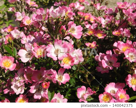 Single-flowered climbing rose 'Azumino' Single-flowered climbing rose 'Azumino' 140042375