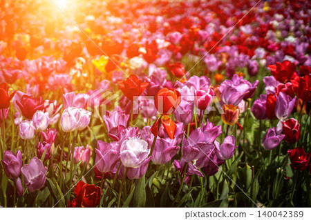 Spring meadow with a lot of multicolored violet and yellow tulip flowers, floral background Spring meadow with a lot of multicolored violet and yellow tulip flowers, floral background 140042389