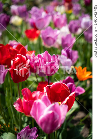Tulip. Beautiful bouquet of tulips. colorful tulips. tulips in spring,colourful tulip with dew drops Tulip. Beautiful bouquet of tulips. colorful tulips. tulips in spring,colourful tulip with dew drops 140042408