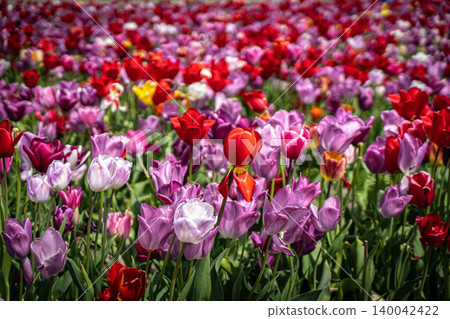 Spring meadow with a lot of multicolored violet and yellow tulip flowers, floral background 140042422