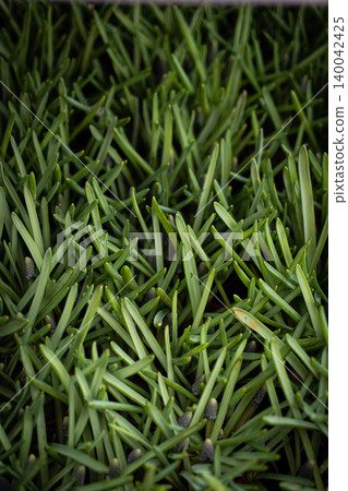 Green grass texture background Top view of bright grass garden Idea concept used for making green backdrop, lawn for training football pitch, Grass Golf Courses green lawn pattern textured background. Green grass texture background Top view of bright grass garden Idea concept used for making green backdrop, lawn for training football pitch, Grass Golf Courses green lawn pattern textured background. 140042425