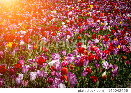 Spring meadow with a lot of multicolored violet and yellow tulip flowers, floral background Spring meadow with a lot of multicolored violet and yellow tulip flowers, floral background 140042466