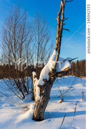 Weathered dead tree trunk, cloaked in fresh snow, stands against a brilliant blue winter sky. Sunlight paints warm hues on the bark, creating serene shadows Weathered dead tree trunk, cloaked in fresh snow, stands against a brilliant blue winter sky. Sunlight paints warm hues on the bark, creating serene shadows 140042553