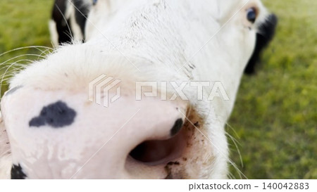 Curious cow looks into camera sniffing it with a big wet nose at green lawn. Cute friendly animal showing curiosity at countryside. Cattle on pasture. Concept of farming. Slow motion 140042883