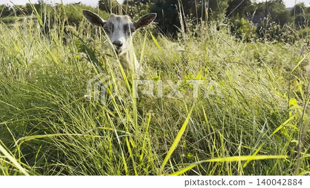 Cute goat graze peacefully on a green meadow in a sunny summer day. Pretty animal nibble fresh grass under bright daylight, creating a calm rural scene filled with warmth and natural charm Cute goat graze peacefully on a green meadow in a sunny summer day. Pretty animal nibble fresh grass under bright daylight, creating a calm rural scene filled with warmth and natural charm 140042884