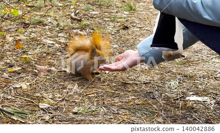 Cute rodent eating food from hand of young girl at autumn woodland. Wild fluffy squirrel taking nuts from female arm and gnawing it at forest. Woman feeding hungry small sciurus outdoor 140042886