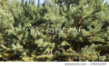 View on dense forest of lush green fir trees at summer day. Sunlight highlights vibrant needles, creating depth and natural texture. Scene evokes tranquility, freshness and beauty of thriving woodland View on dense forest of lush green fir trees at summer day. Sunlight highlights vibrant needles, creating depth and natural texture. Scene evokes tranquility, freshness and beauty of thriving woodland 140042894