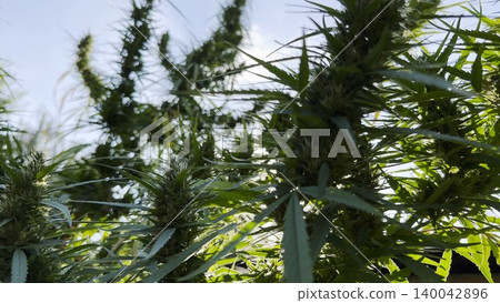 Lush cannabis plants illuminated by warm sunlight at background. Green leaves highlighted by natural backlight creating vibrant summer atmosphere. Image represents botanical growth and cultivation Lush cannabis plants illuminated by warm sunlight at background. Green leaves highlighted by natural backlight creating vibrant summer atmosphere. Image represents botanical growth and cultivation 140042896