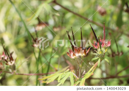 Macro view of Geranium carolinianum with exposed black seeds. 140043029