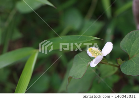The simple white flowers of the Houttuynia cordata stand tall. The simple white flowers of the Houttuynia cordata stand tall. 140043031