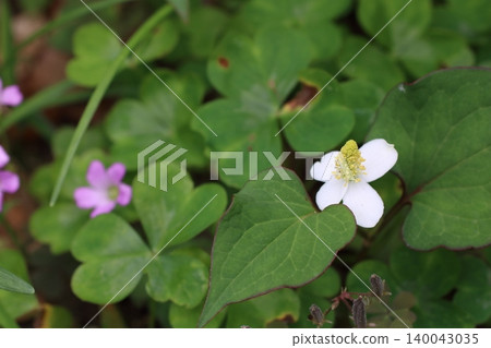 The lovely flowers of Houttuynia cordata, which grows wild in the shade. The lovely flowers of Houttuynia cordata, which grows wild in the shade. 140043035