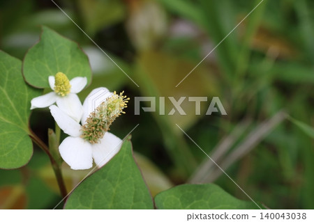 A scene of early summer with the white flowers of Houttuynia cordata in bloom. A scene of early summer with the white flowers of Houttuynia cordata in bloom. 140043038