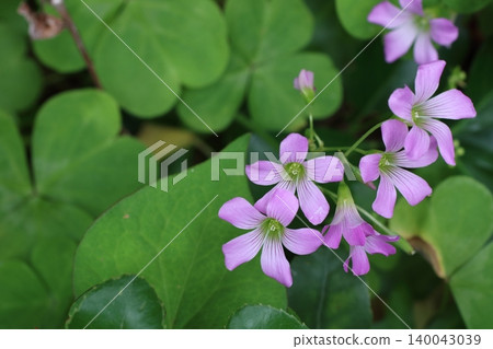 A landscape of vibrant green leaves and purple wood sorrel. A landscape of vibrant green leaves and purple wood sorrel. 140043039