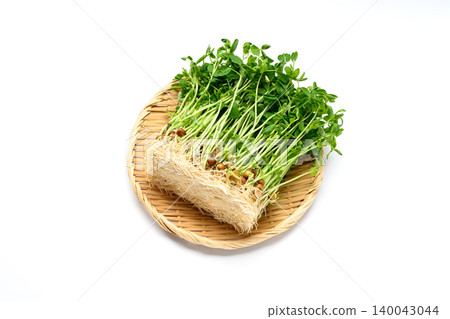 生根的家豌豆苗 生根的家豌豆苗 140043044